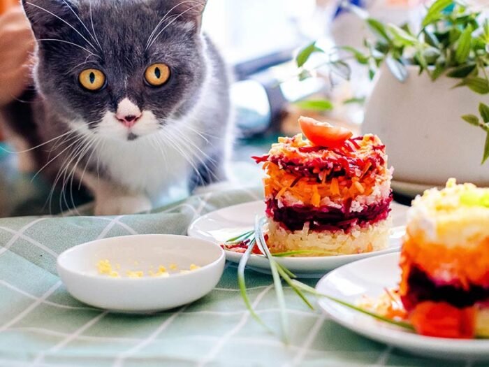 Adult Cat Food